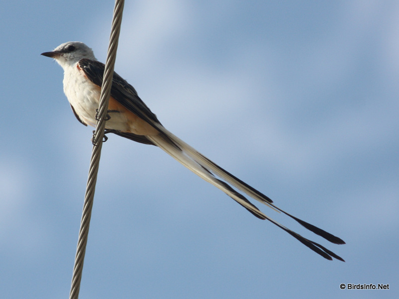 Scissor-tailed Flycatcher